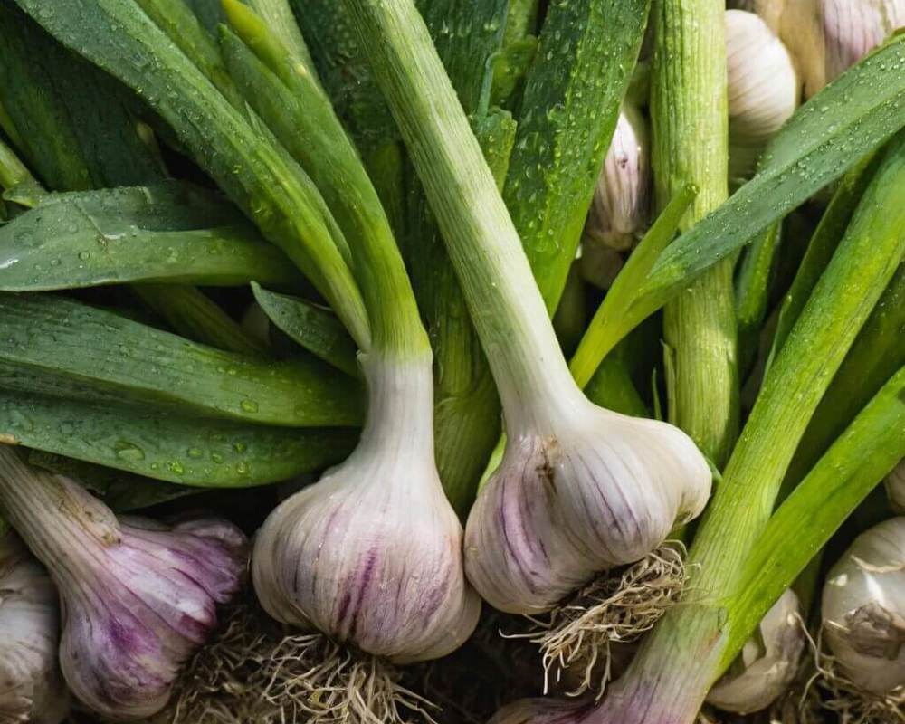 Garlic Bulb add on