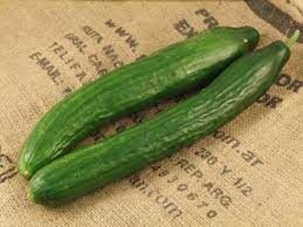 Cucumber