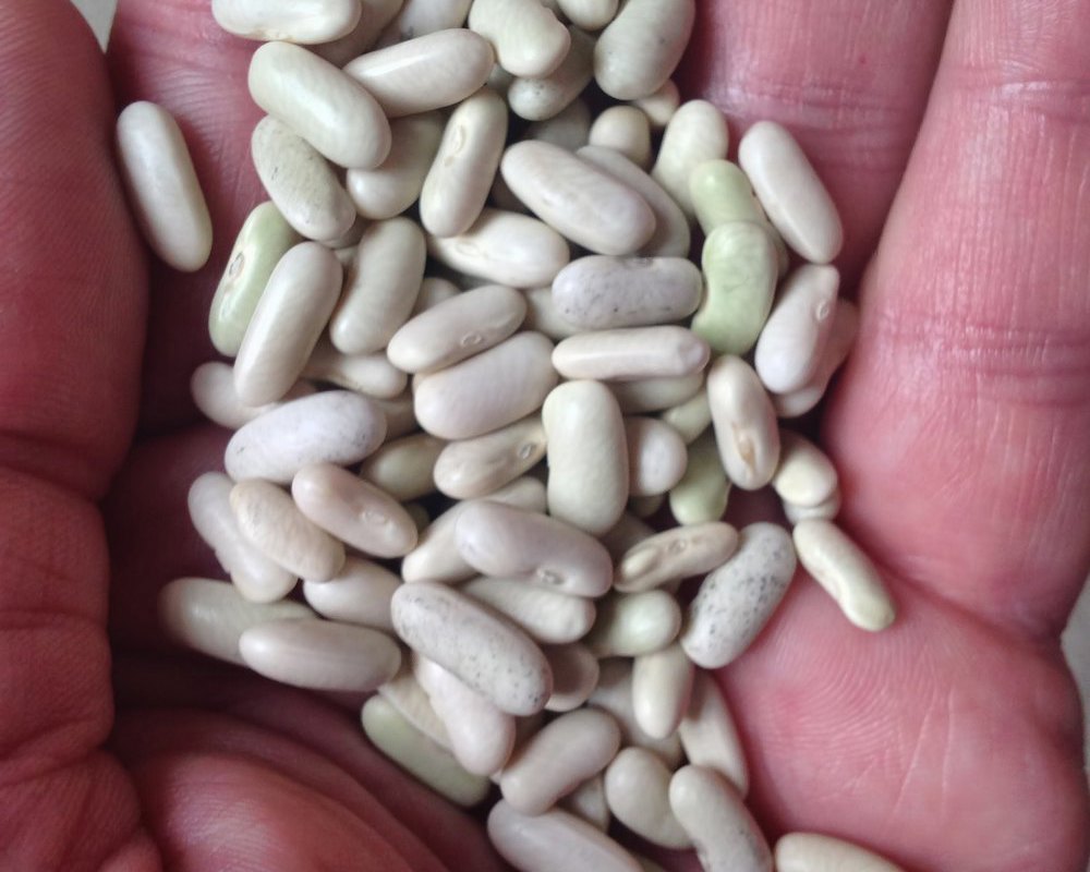 french bean seed - dwarf