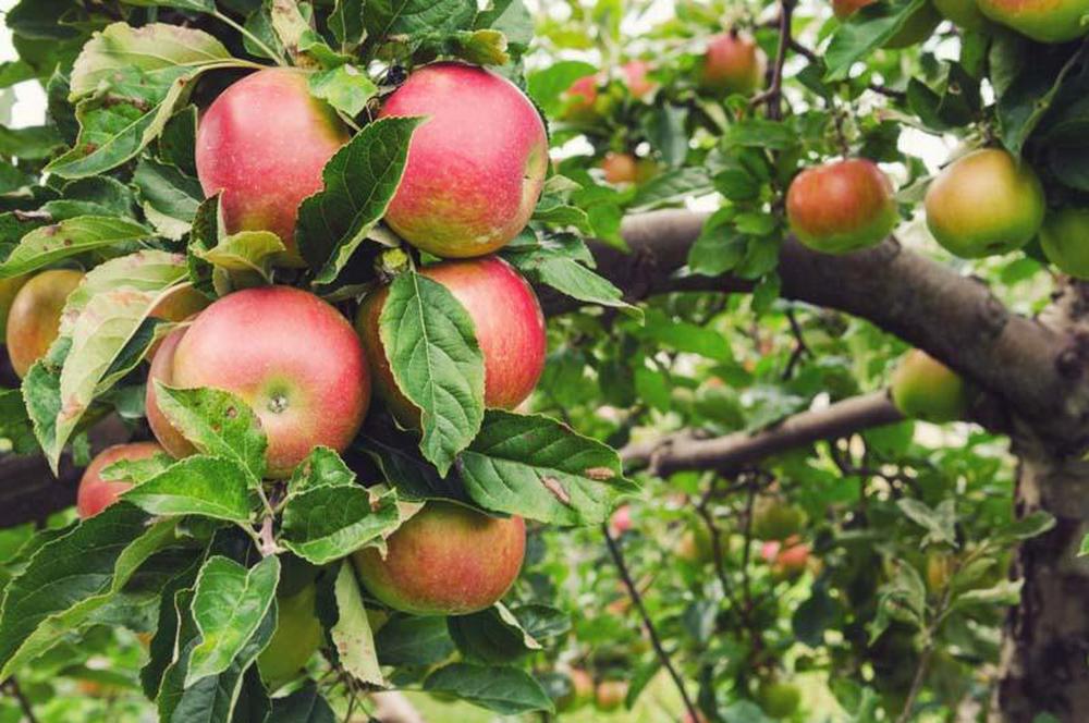 Honey Crisp Apple Tree