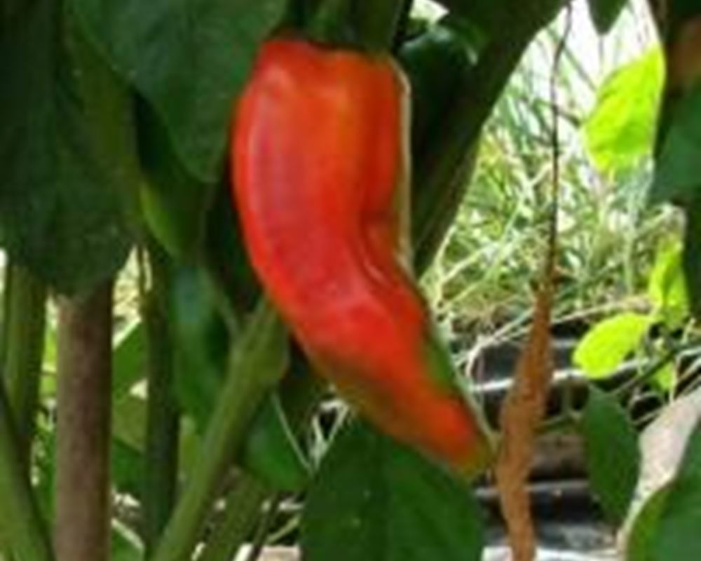 Pepper - Red Sweet (x1)