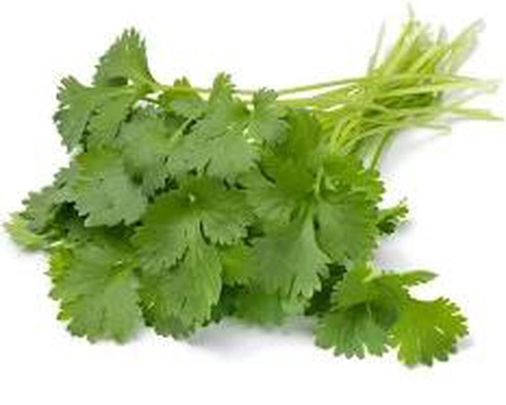 Coriander - fresh organic