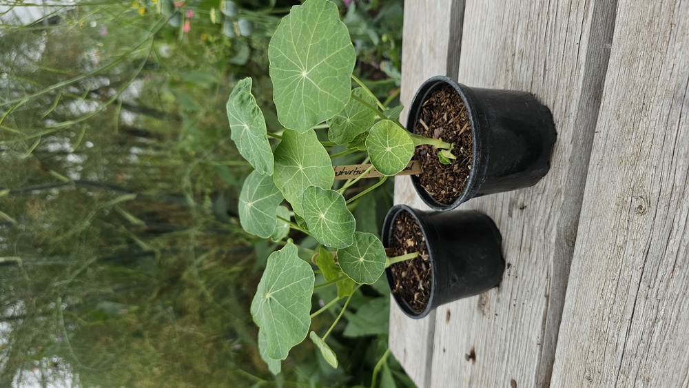 ( Potted x1) Nasturtium - Milkmaid (Own Grown)