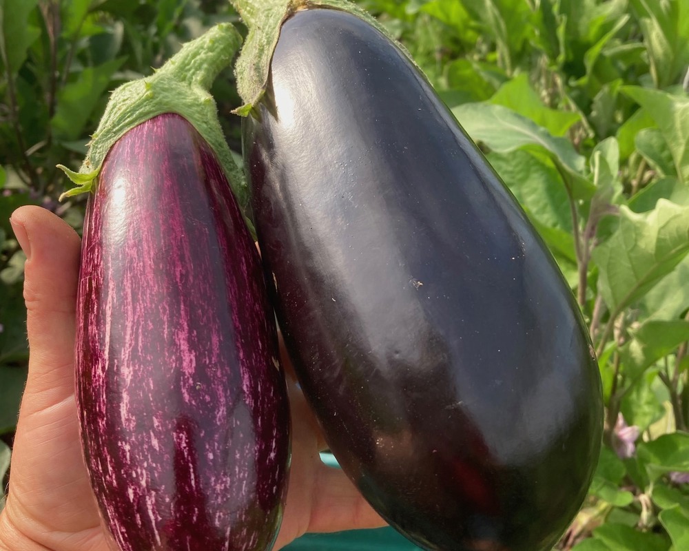Aubergine
