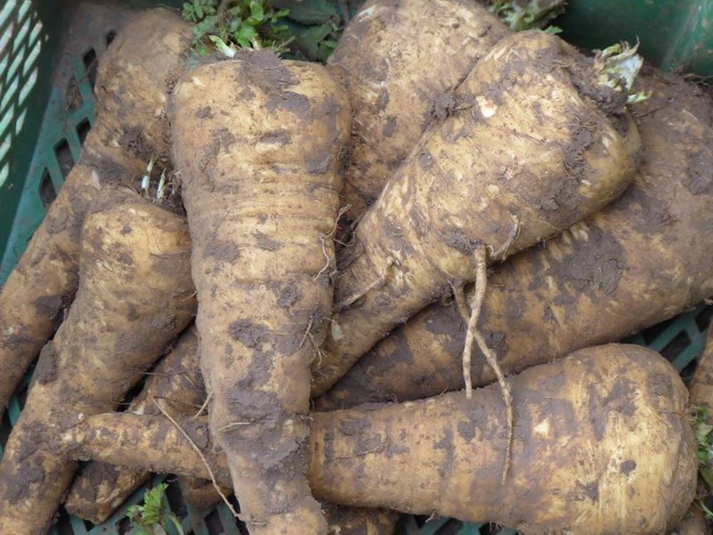 V.Parsnips-approx 500g