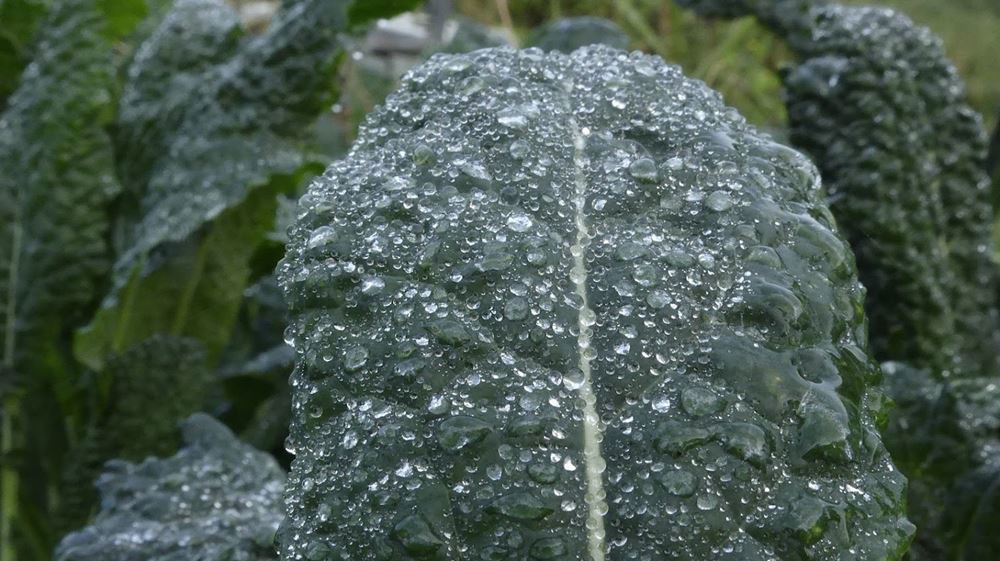 Kale - Black (Cavolo Nero)