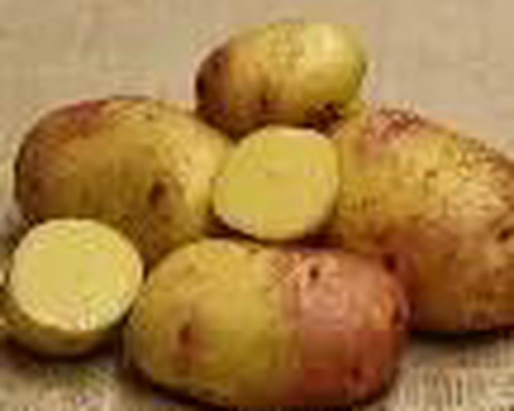 Potato, Caralous