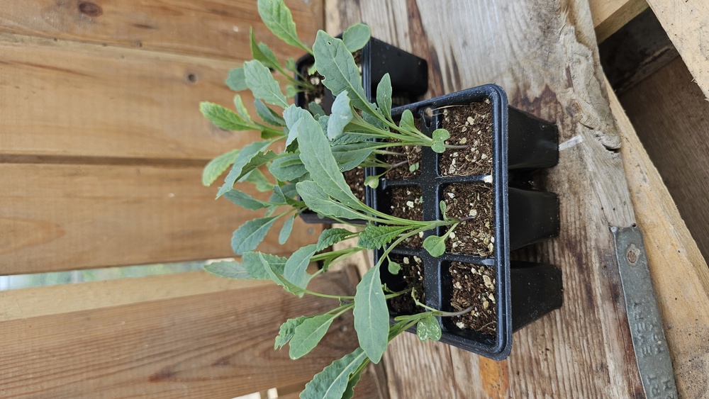 ( Plugs x6) Kale - Nero di Toscana (Own Grown)