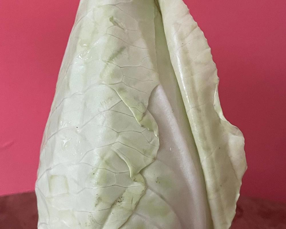 Cabbage: Pointed