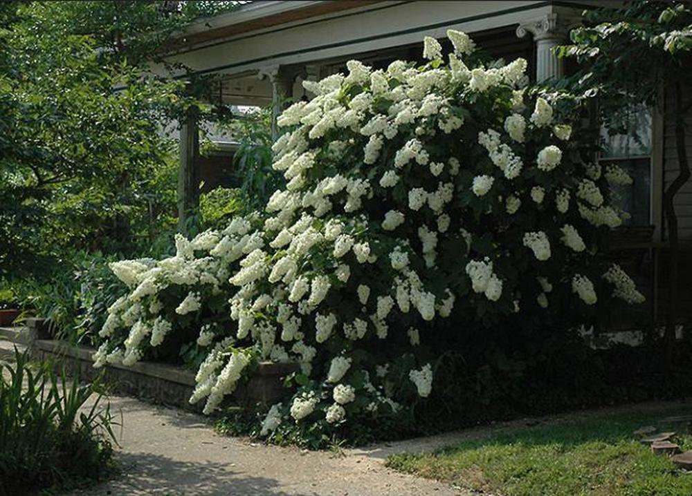 Hydrangea - Quercifolia