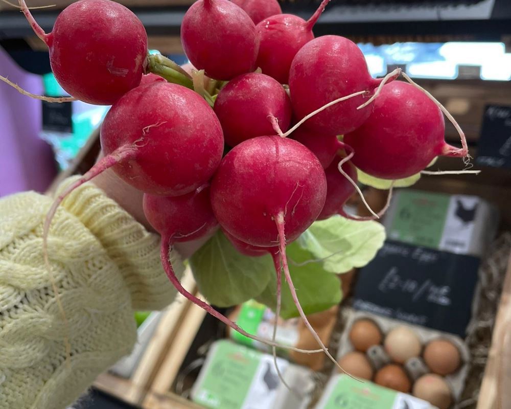 Radish, bunch