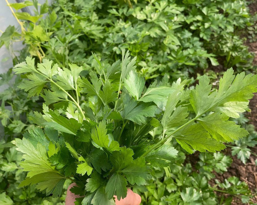Enfys Veg Parsley add on