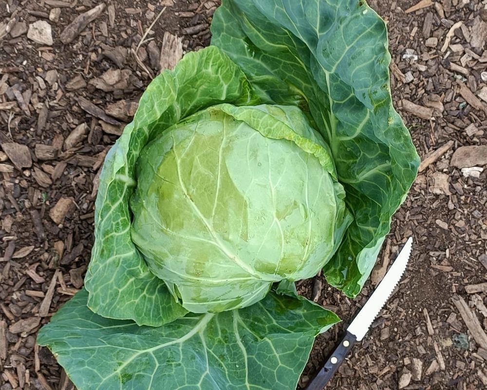 Cabbage