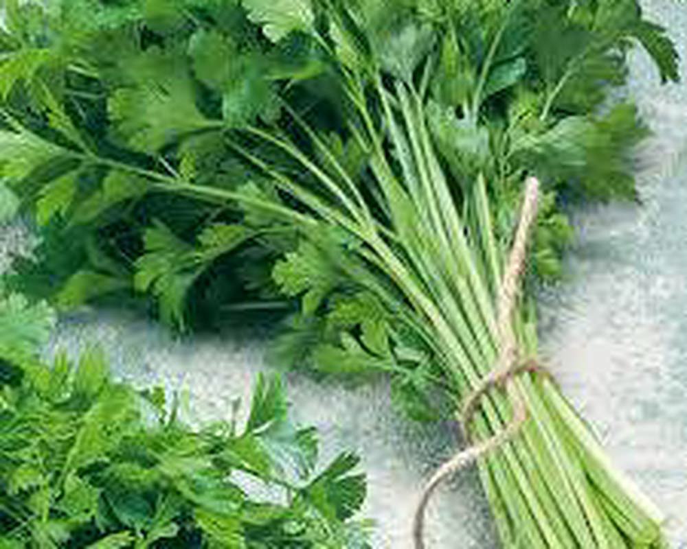 Parsley (1 Bunch = about 4oz)