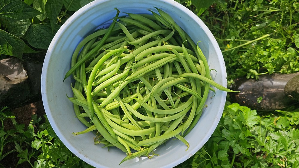 French Beans