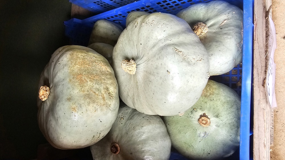 Crown Prince Squash