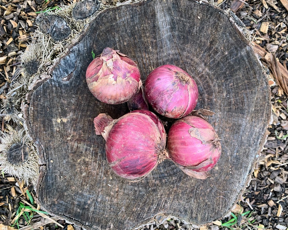 Red Onions