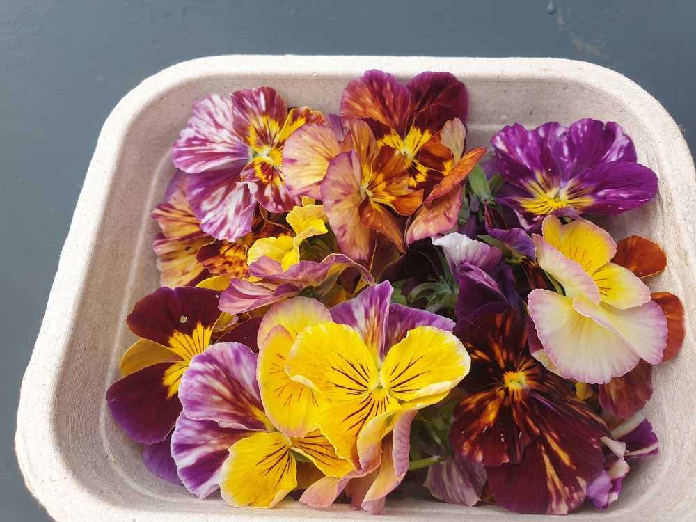 Edible Flowers Viola Mix