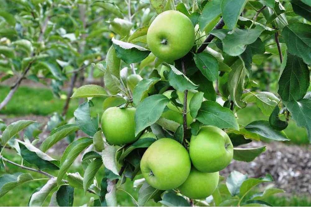 Granny Smith Apple Tree