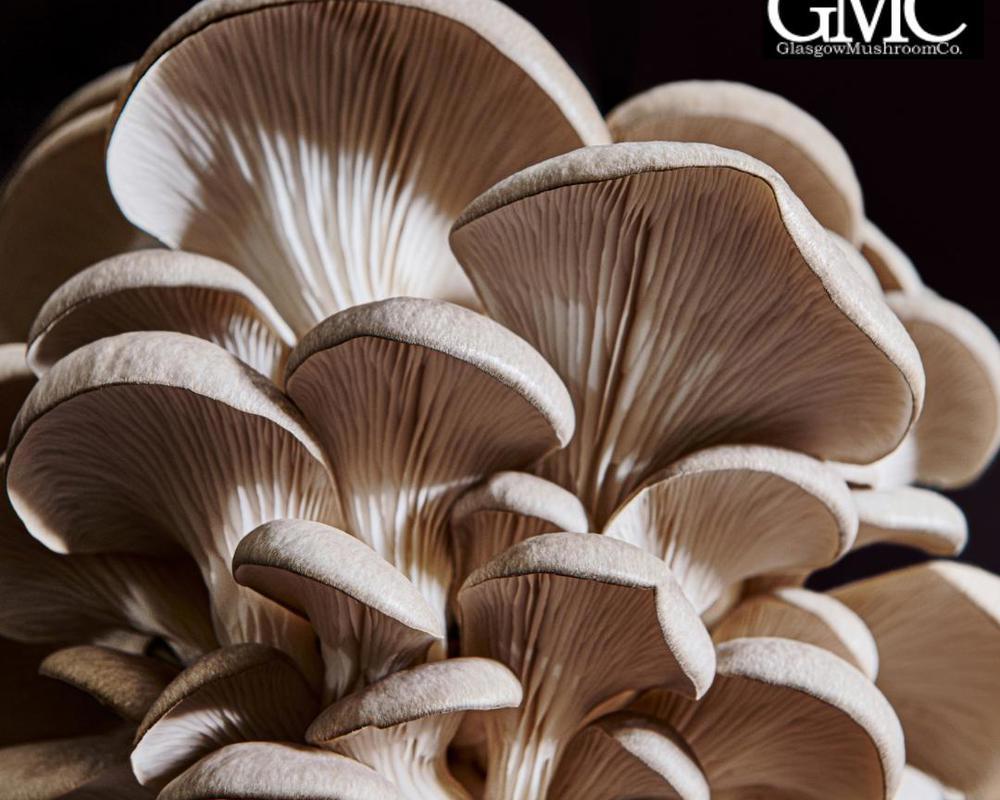 Glasgow Mushroom Company: Grey Oyster