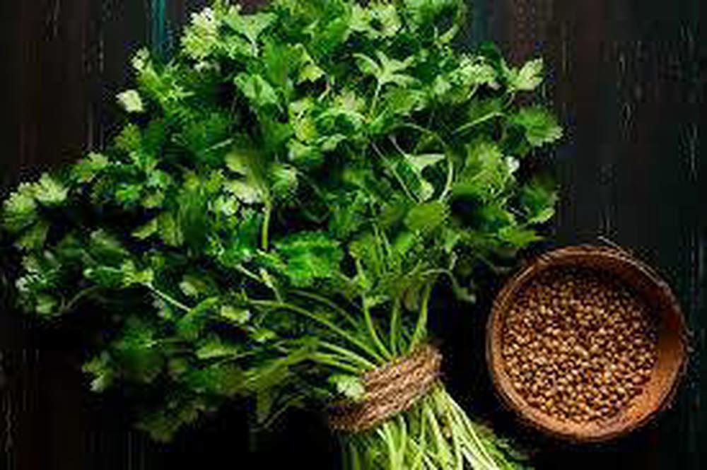 Coriander (1 Bunch = about 2oz)