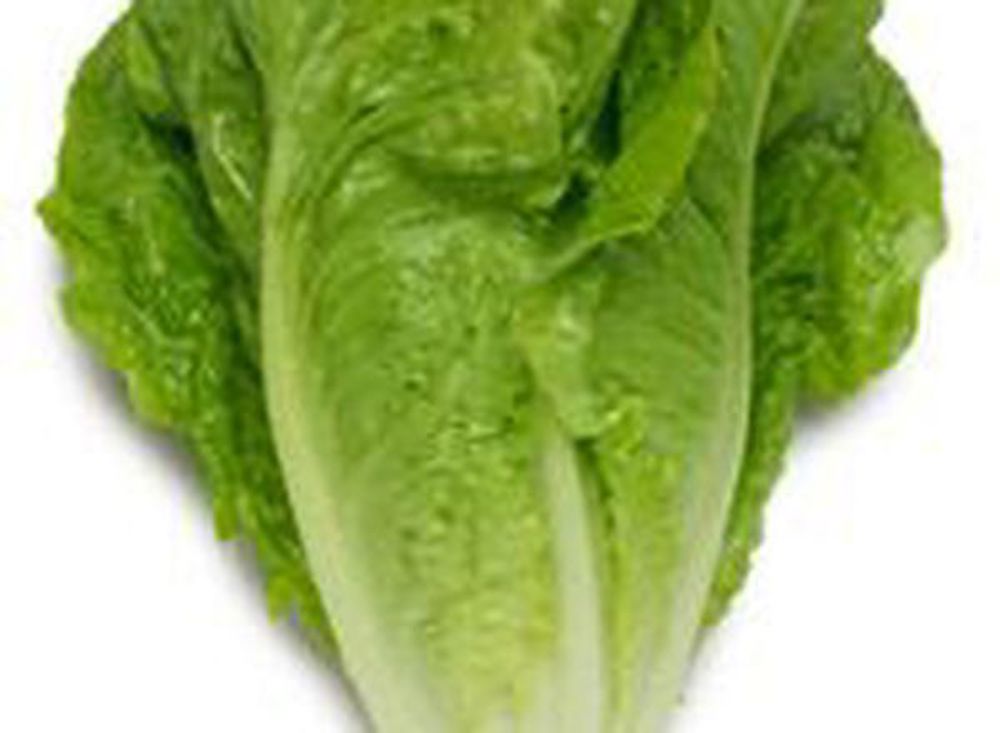 Lettuce: Baby Cos