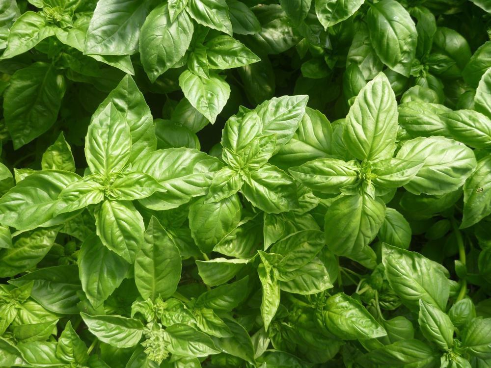 Basil - 50g