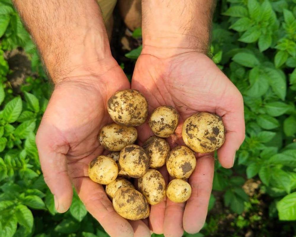 Locavore New Potatoes
