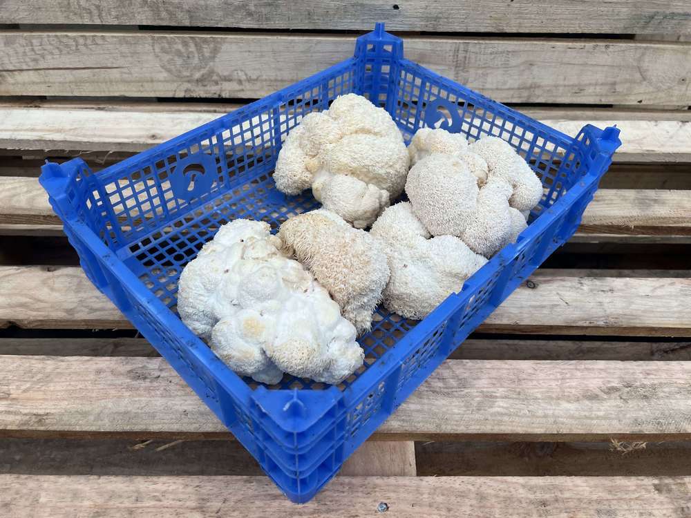 Organic Lions Mane Mushroom