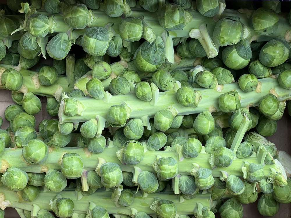 Organic Brussels Sprouts Stalk