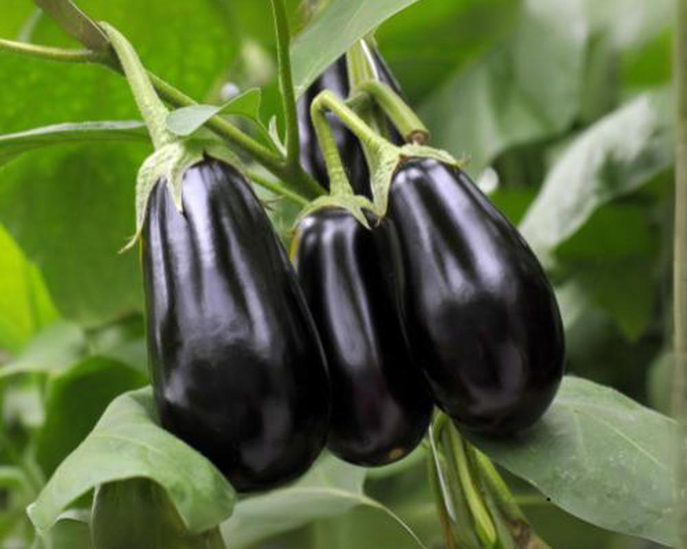 Aubergine