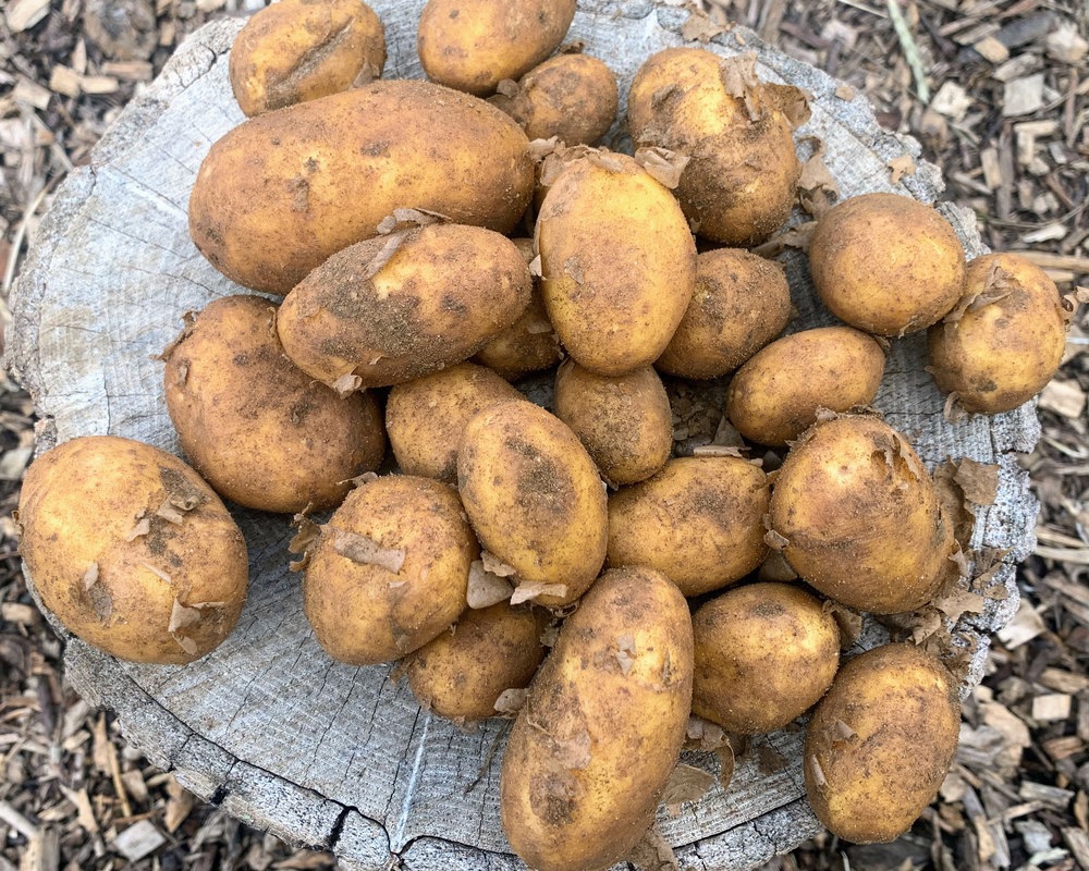New potatoes