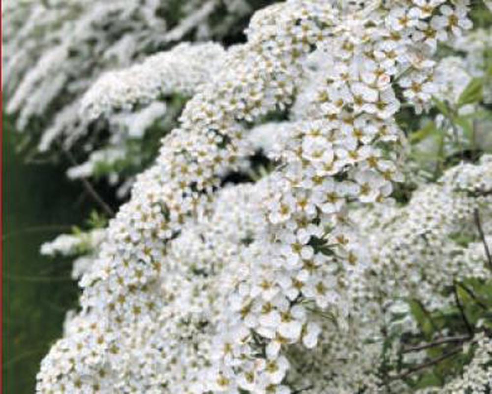 Spirea - Various Varieties (see description)