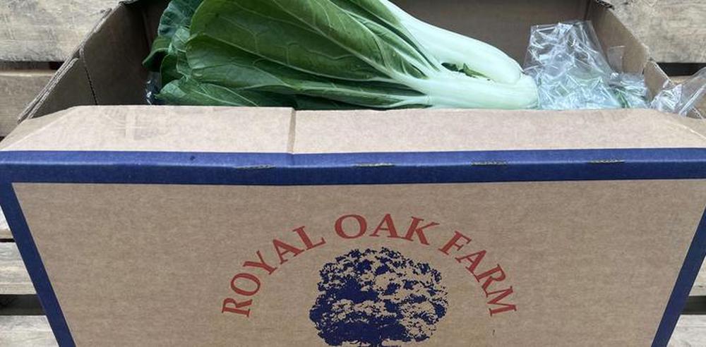 Pak Choi Royal Oak