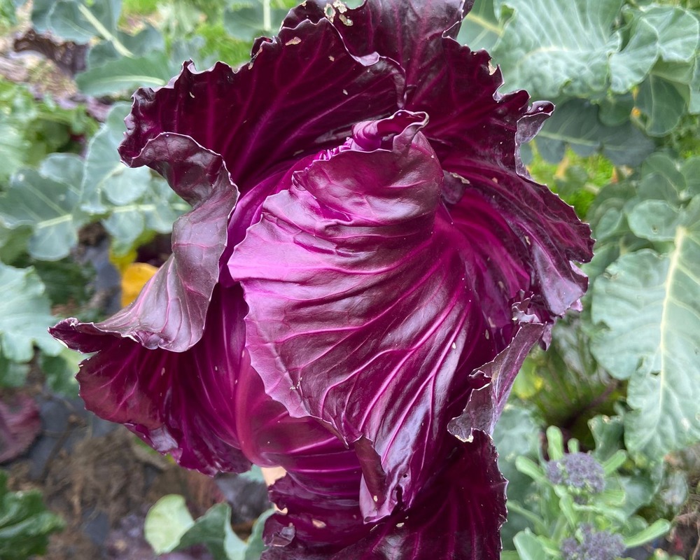 Red cabbage