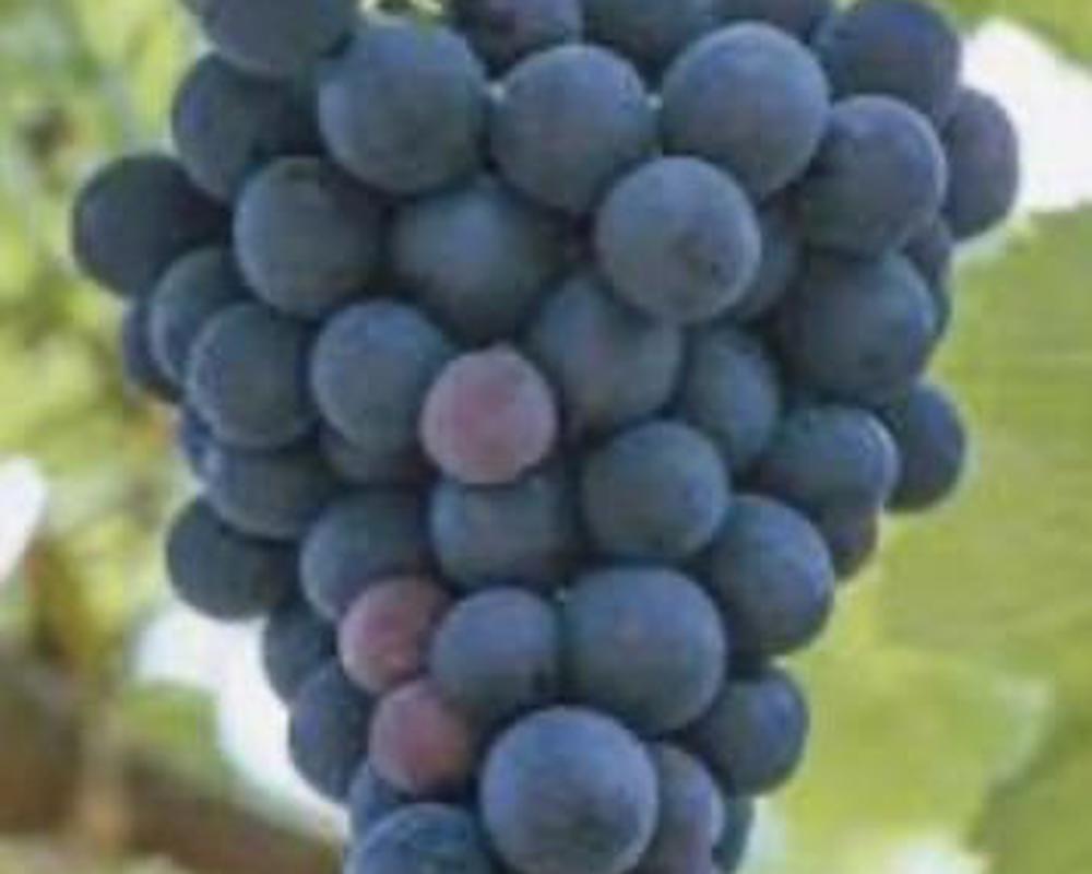 Grape 🇫🇷