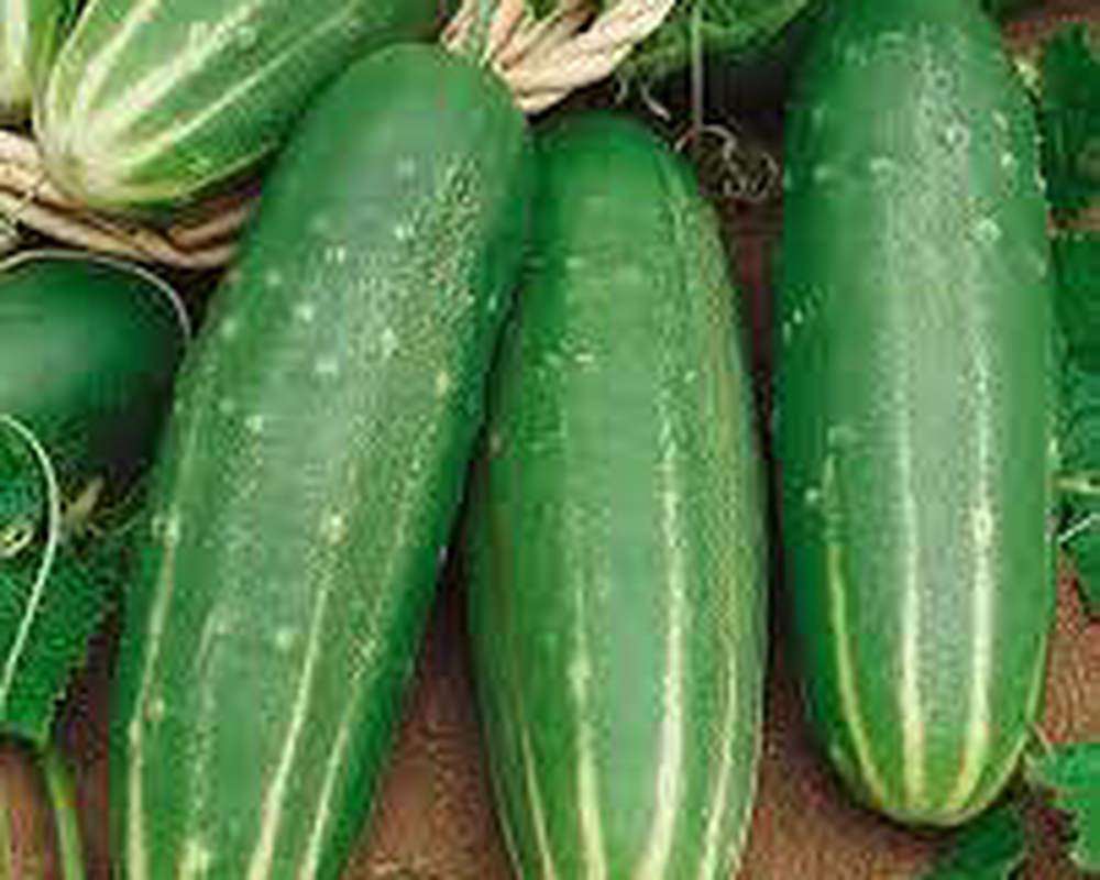 Cucumber (straight 8")