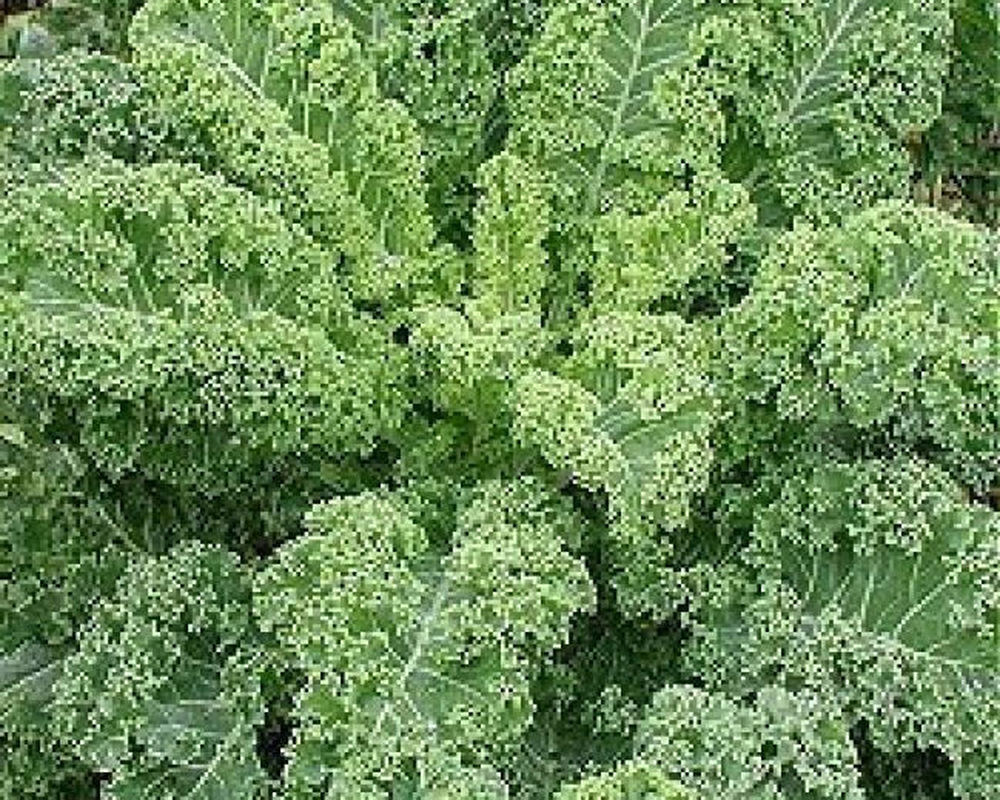 Curly kale