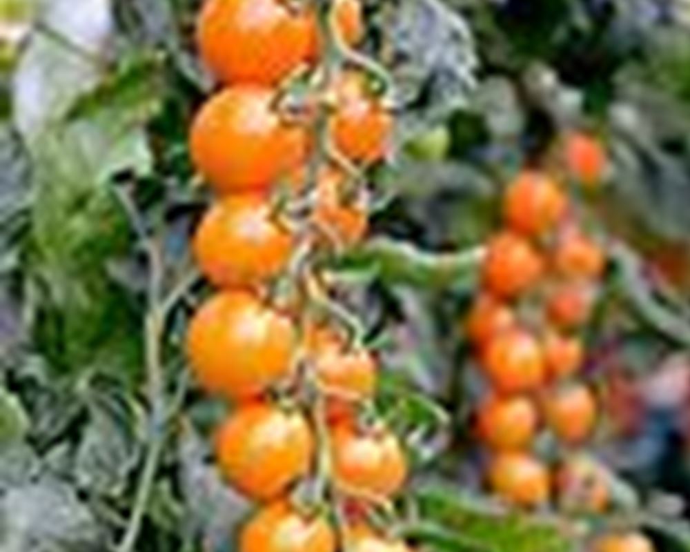 Honeycomb Cherry tomatoes