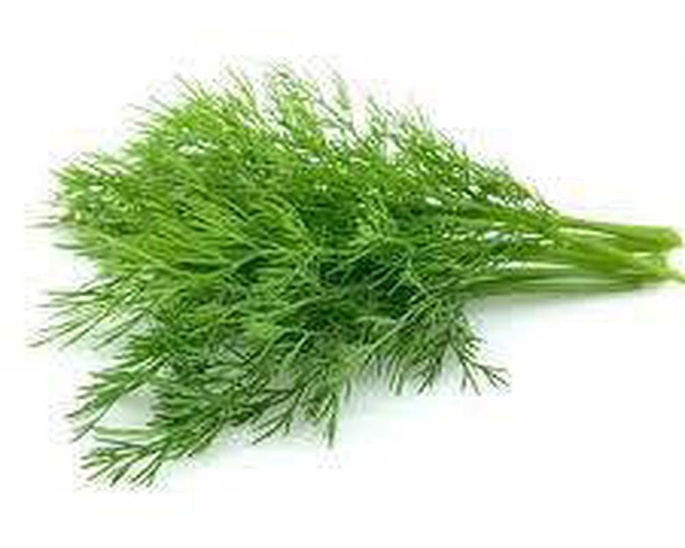 Dill - fresh organic