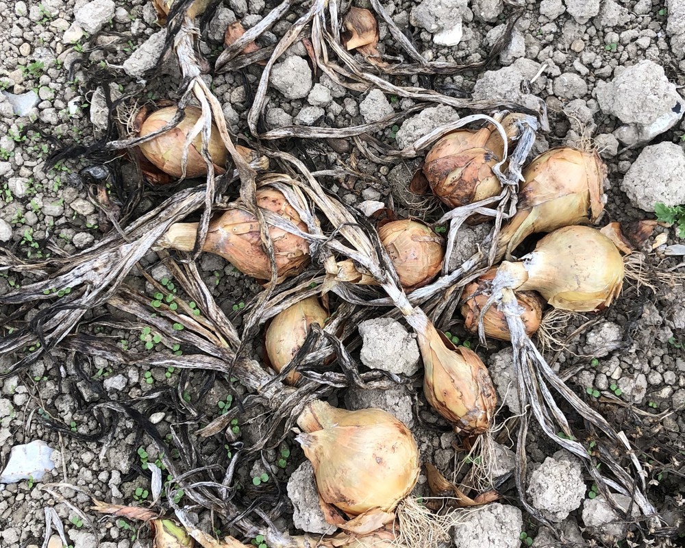 Organic onions