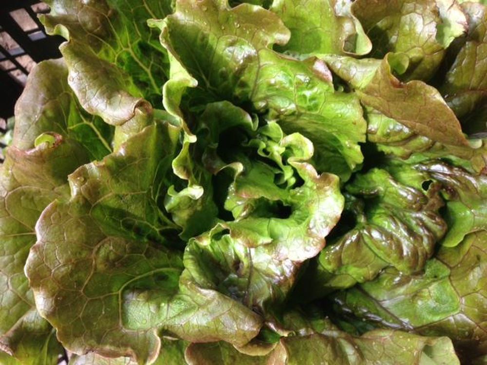 Lettuce- Red Batavia