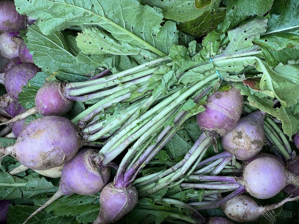 Organic Bunched Turnips