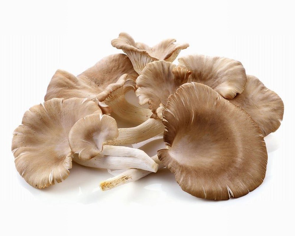 Mushroom( Oyster) - Organic