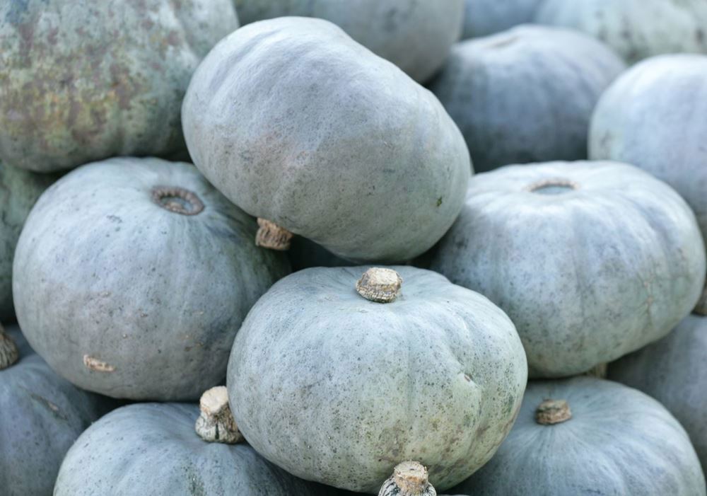 Crown Prince Squash - 1kg- Organic - EACH