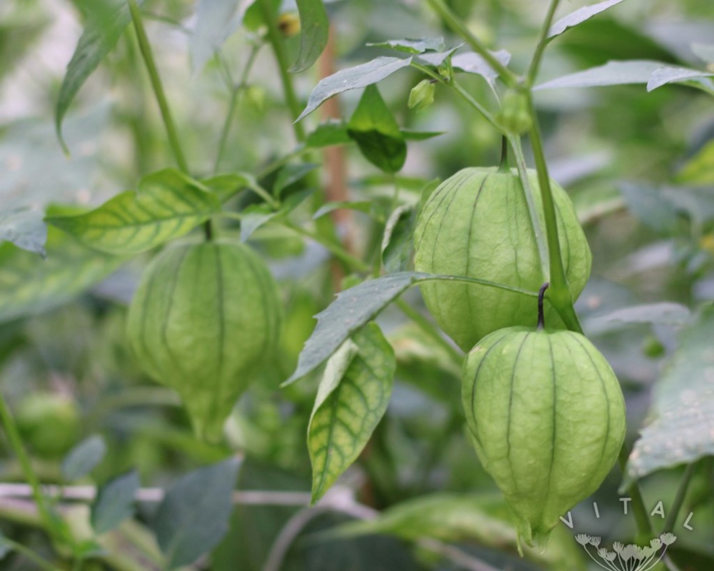 Tomatillo Purple Mountain Landrace