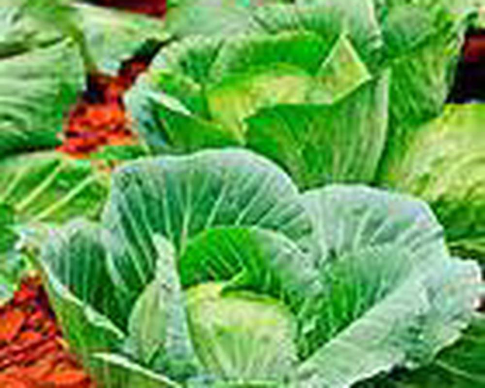 Cabbage. Round