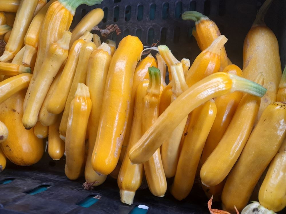 Courgette(Yellow)
