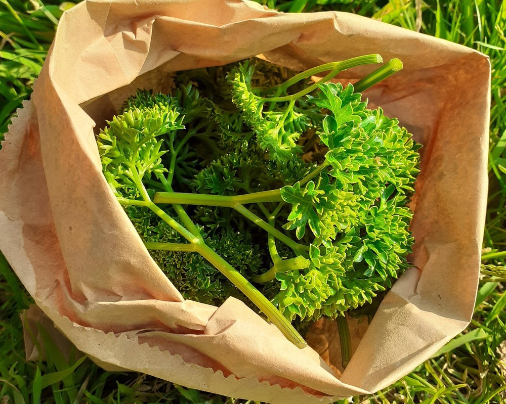 Curly leafed Parsley