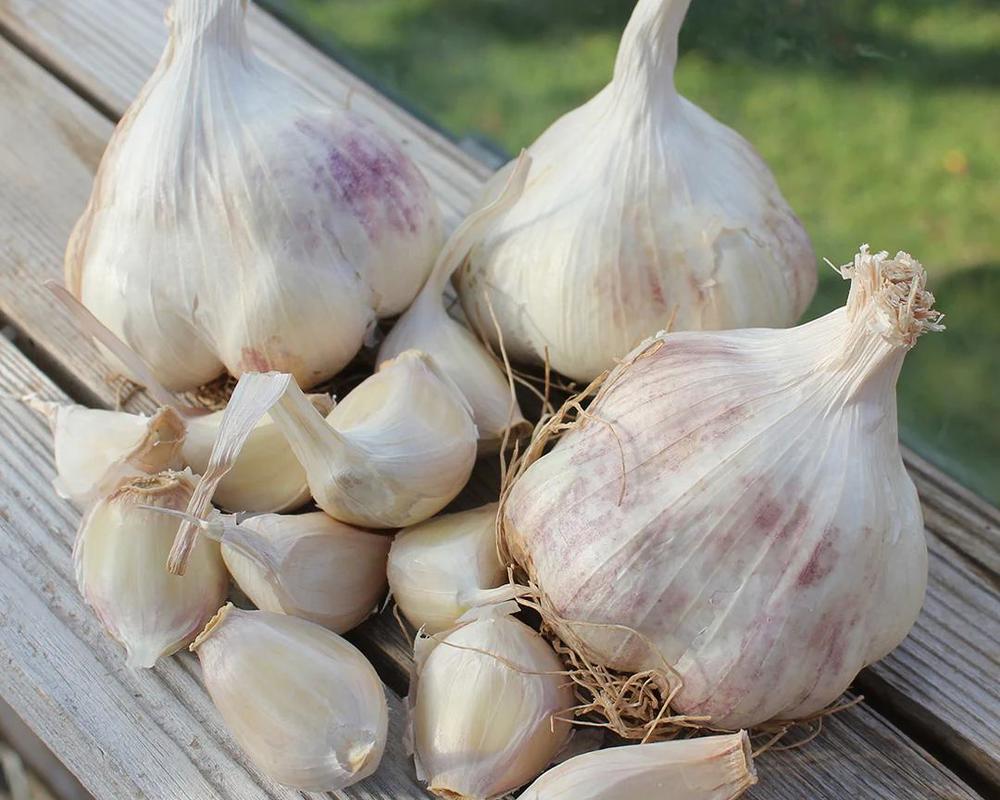 Garlic Maddock